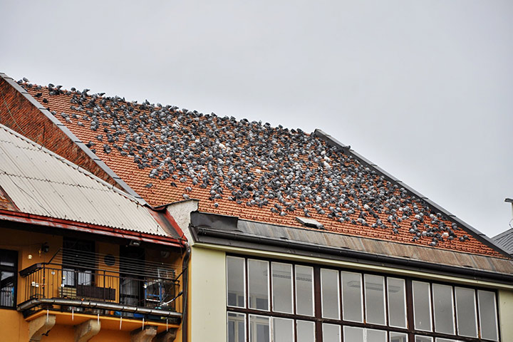 A2B Pest Control are able to install spikes to deter birds from roofs in Litherland. 