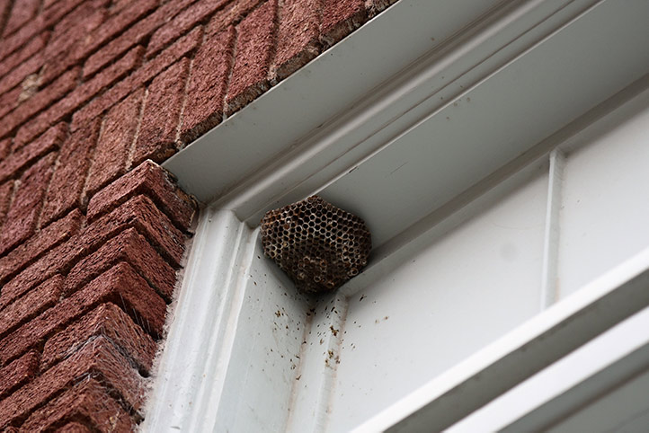 We provide a wasp nest removal service for domestic and commercial properties in Litherland.